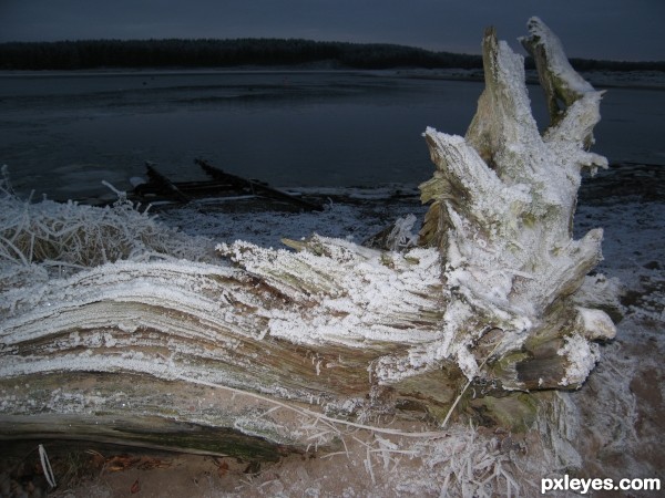 Frosted Tree Root